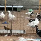 بط ووز ودجاج