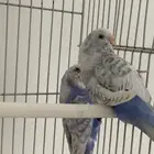 جوز عواشق للبيع
