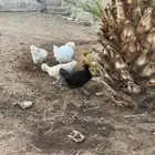 للبيع دجاج أمريكي