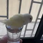طير روز أليف للبيع