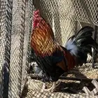 ديك بلدي اصيل