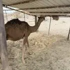 قعود للبيع