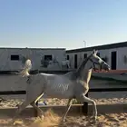 فرس شعبيه ومهرتها