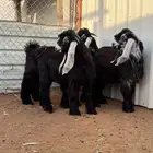 تيوس عارضيات