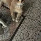 قط بيت لقيته في الشارع العام بحي العوالي