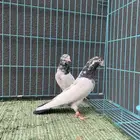 تم البيع   حمام باكستاني