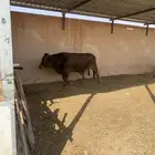 ثور سويسري