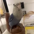 روز للبيع اليف لعوب