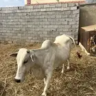 للبيع بقره هي وا ولدها على السوم الشريطي لا اشوفك