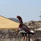 ديك باكستاني اصيل