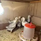 صيصان دجاج فرنسي للبيع