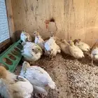 للبيع صوص سمان فري تكساس الامريكي