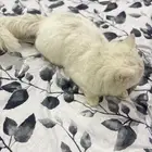 قط للتبني