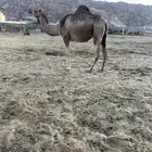 لقحه ثنيه مشروطه تلقي بعد شهر