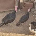 رومي منتج للبيع