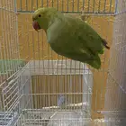 ببغاء الدره للبيع(تم البيعع)