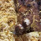 دورات طبخ اويلالن