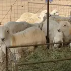 طليان مناسبات ذبائح حري كبار للبيع يوجد توصيل