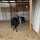 ثلاث معزا من 400الوحده