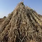 قصب وجيم على الشرط