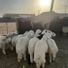 طليان حريه كلها تضحي سمان الموقع الرس