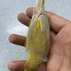 للبيع كناري دكر تغريد