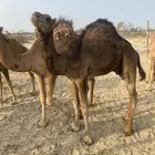 10 قعدان للبيع العمر من 6شهور ل8 شهور