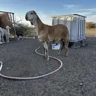 للبيع رخل سواكنيه فاخره