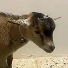 تيس قزم للبيع