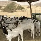 تيوس جذعان مقفله شحم للبيع
