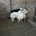 طليان ورخال ضحايا جمله وتفريد من انتاج مراحي الخاص