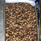 تمر صفري هرجاب بيشة