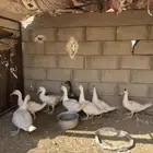 للبيع ذكور بط