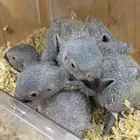 فروخ كاسكو غر