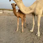 خلفة من ابل الشيخ فهد الشريع تحتها بكره طيبه