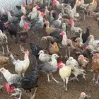 صيصان بشاور عمر 4 شهور الى 5