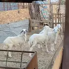 رخال وخروف طيبات ذبايح