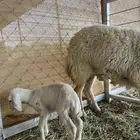 حرية ثنيه تحتها رخله