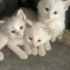 قطط ذكور للبيع