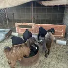 تيس و4 اجفار للبيع من خمس وشهور وفوق