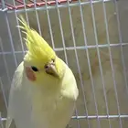 طائرين كروان مفطوم من العض الموقع الدوادمي