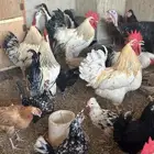 بط ودجاج وديوك