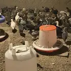 صيصان بلدي