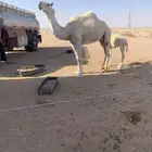 ناقه خلفه وضحا معها قعود