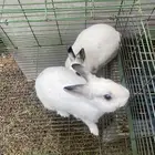 ارانب نذلاند القزميه للبيع