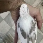 فروخ كروان هافي بايد