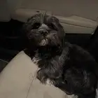 كلب ضايع بحي الملك سلمان (الواحة)