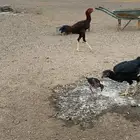 الجموم الشاميه