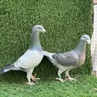 للبيع حمام هومر