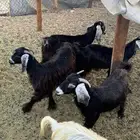 تيوس وجفار عوارض